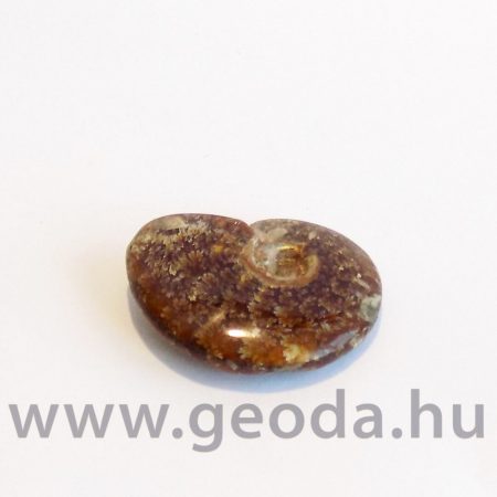 Ammonitesz (madagaszkári, kicsi) 0002