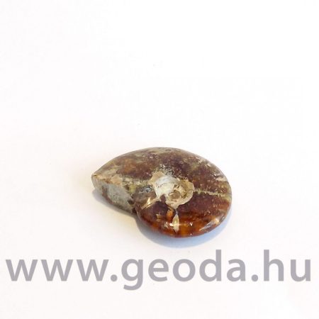 Ammonitesz (madagaszkári, kicsi) 0003