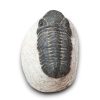 Trilobita alapkőzetben 09