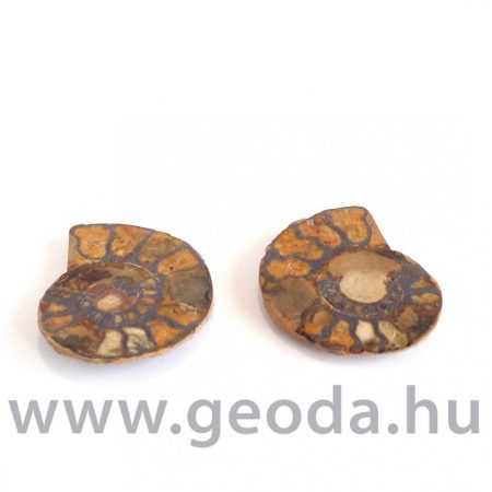 Ammonitesz (félbevágott) 0002