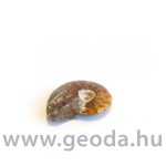 Ammonitesz (madagaszkári, kicsi) 0001