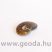 Ammonitesz (madagaszkári, kicsi) 0001